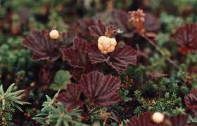 Attēlu rezultāti vaicājumam “Rubus chamaemorus leaf”