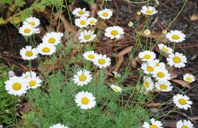Image result for Chrysanthemum ptarmiciflorum