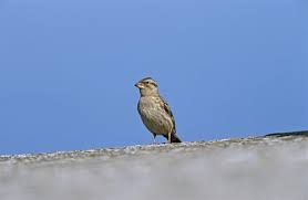 Image result for Petronia petronia