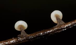 Attēlu rezultāti vaicājumam “Didymium clavus macro”