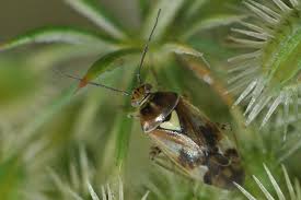 Attēlu rezultāti vaicājumam “Orthops basalis”