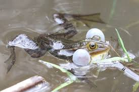 Attēlu rezultāti vaicājumam “Pelophylax adult”