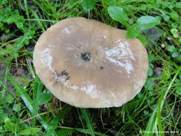 Attēlu rezultāti vaicājumam “Gomphidius glutinosus”