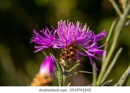 Attēlu rezultāti vaicājumam “Centaurea jacea flower”