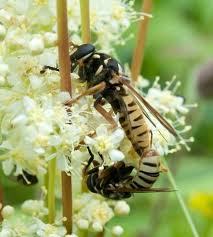 Attēlu rezultāti vaicājumam “Temnostoma vespiforme”
