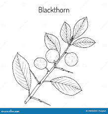 Attēlu rezultāti vaicājumam “Prunus spinosa leaf”