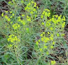 Attēlu rezultāti vaicājumam “Euphorbia virgata flower”