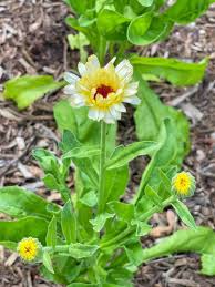 Attēlu rezultāti vaicājumam “Calendula officinalis leaf”