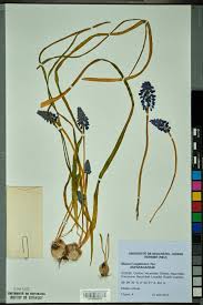 Attēlu rezultāti vaicājumam “Muscari neglectum”