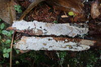 Attēlu rezultāti vaicājumam “Anomoporia bombycina”