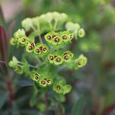 Attēlu rezultāti vaicājumam “Cribraria martinii macro”