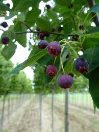 Attēlu rezultāti vaicājumam “Amelanchier spicata fruit”
