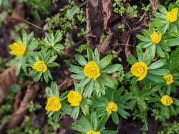 Attēlu rezultāti vaicājumam “Eranthis hyemalis”