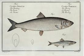 Image result for Clupea harengus