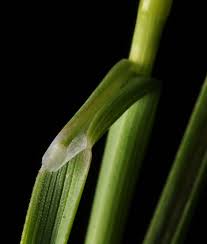 Attēlu rezultāti vaicājumam “Puccinellia distans”