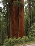 Charleston SC Tree Service Recommends Sequoia National Park ...