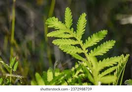 Attēlu rezultāti vaicājumam “Tanacetum vulgare leaf”