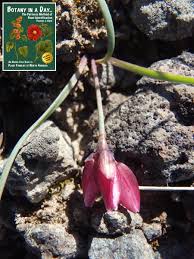 Attēlu rezultāti vaicājumam “Amarillidaceae”