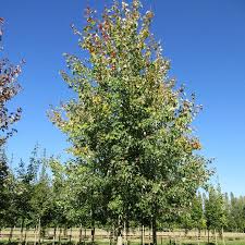 Attēlu rezultāti vaicājumam “Acer saccharinum”