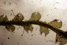 Attēlu rezultāti vaicājumam “Cephalozia connivens”