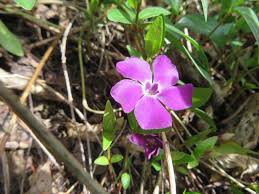 Attēlu rezultāti vaicājumam “Vinca minor flower”