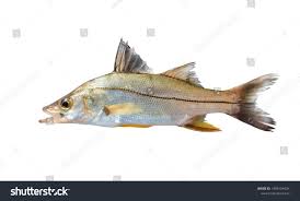 Image result for Centropomus parallelus