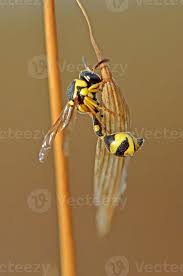 Attēlu rezultāti vaicājumam “Eumenes sp.”