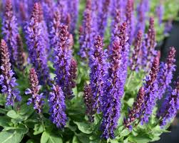 Image result for Salvia nemorosa