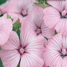 Image result for Lavatera trimestris