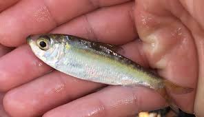 Image result for Alosa pseudoharengus