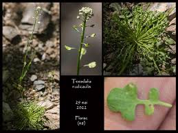 Attēlu rezultāti vaicājumam “Teesdalia nudicaulis”