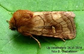 Attēlu rezultāti vaicājumam “Eriopygodes imbecilla”