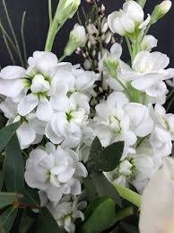 Image result for Levkoje