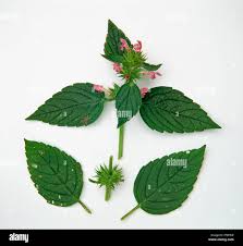 Attēlu rezultāti vaicājumam “Galeopsis tetrahit”