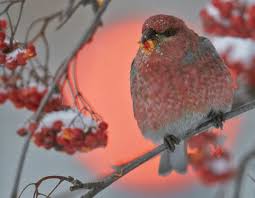 Attēlu rezultāti vaicājumam “Pinicola enucleator”