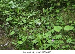 Attēlu rezultāti vaicājumam “Coeloglossum viride leaf”