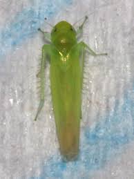 Attēlu rezultāti vaicājumam “Empoasca sp.”