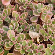 Attēlu rezultāti vaicājumam “Phedimus spurius leaf”