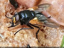 Attēlu rezultāti vaicājumam “Mesembrina meridiana”