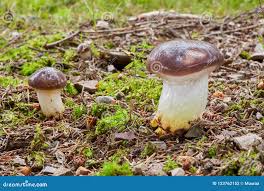 Attēlu rezultāti vaicājumam “Gomphidius glutinosus”