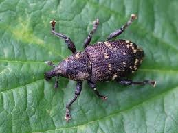 Attēlu rezultāti vaicājumam “Hylobius abietis”