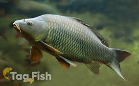 Image result for Cyprinus multitaeniatus
