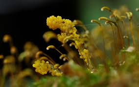 Attēlu rezultāti vaicājumam “Badhamia lilacina plasmodium”