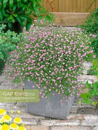 Attēlu rezultāti vaicājumam “Gypsophila muralis fruit”