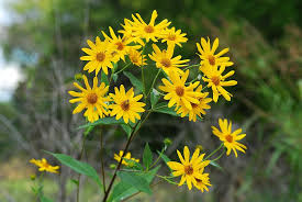 Attēlu rezultāti vaicājumam “Helianthus tuberosus flower”