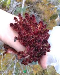 Attēlu rezultāti vaicājumam “Sphagnum rubellum”