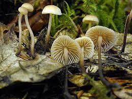 Attēlu rezultāti vaicājumam “Marasmius sp.”