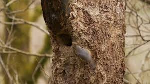 Attēlu rezultāti vaicājumam “Sitta europaea nest”