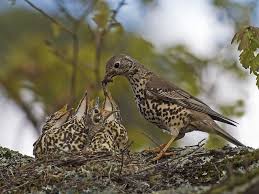 Attēlu rezultāti vaicājumam “Turdus viscivorus nest”