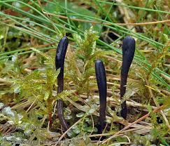 Attēlu rezultāti vaicājumam “Geoglossum sp.”